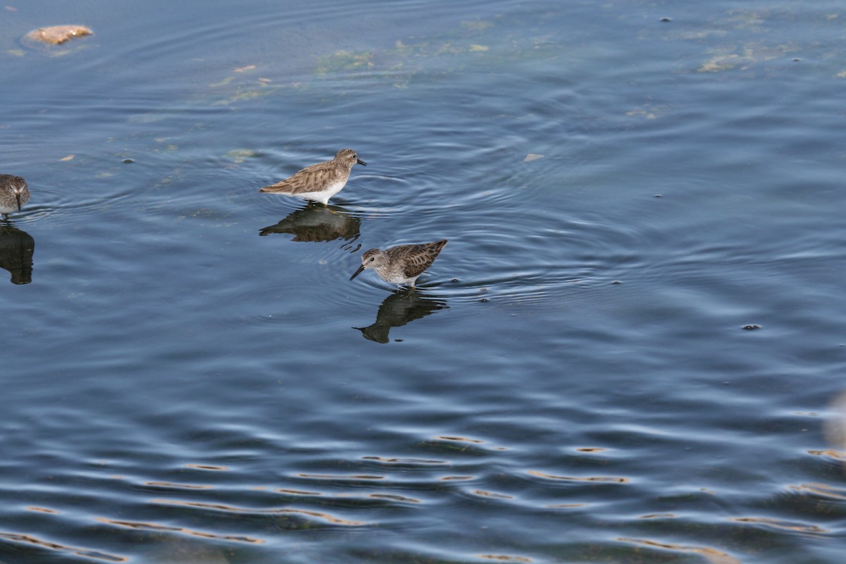 Least Sandpiper - Laurens Halsey