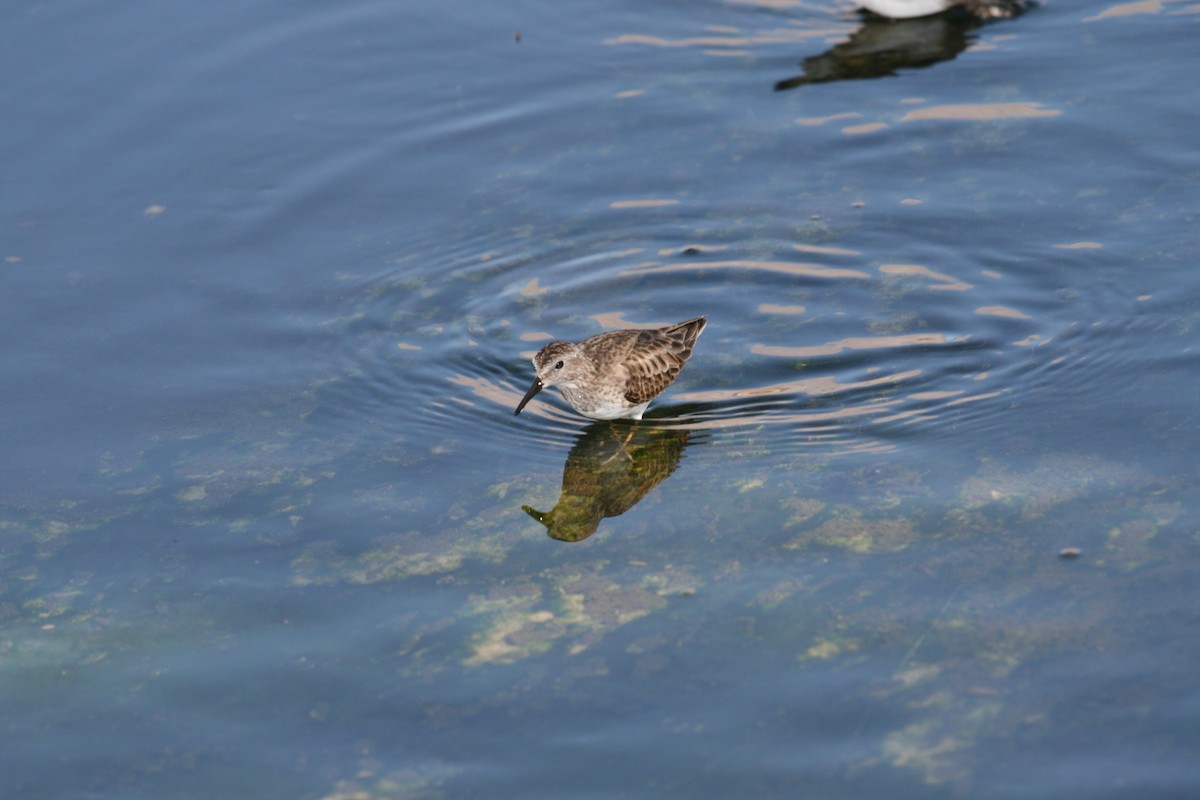 Least Sandpiper - ML466446091