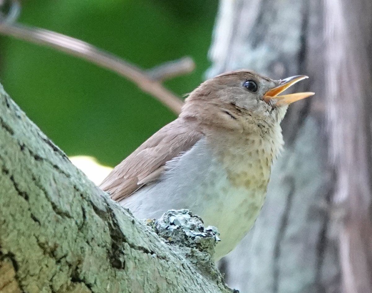 Veery - ML466446271