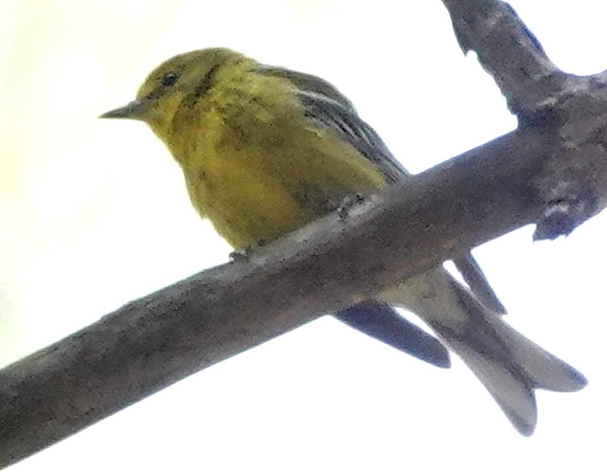 Pine Warbler - ML466446521