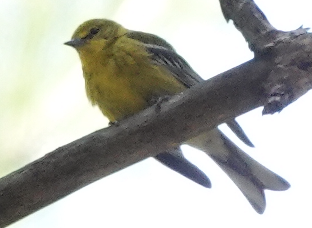 Pine Warbler - ML466446531