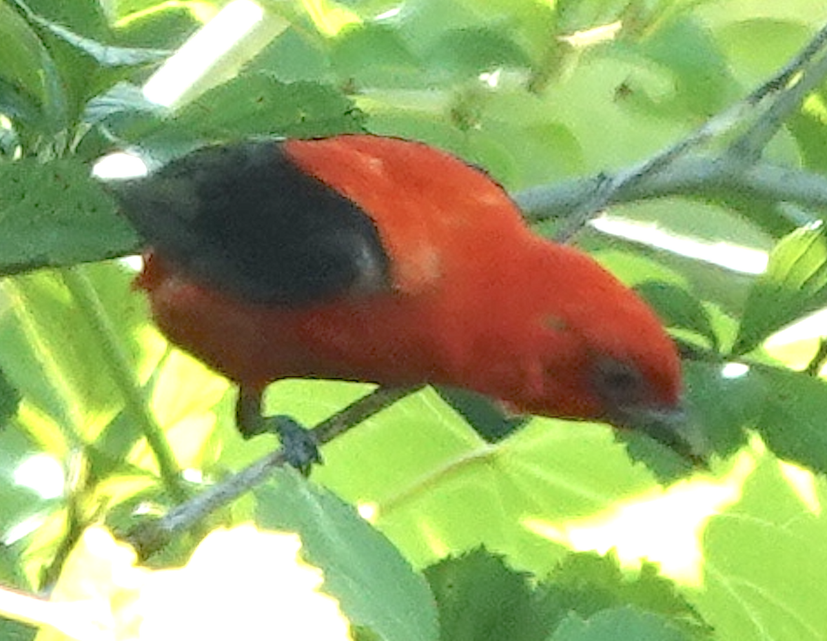 Scarlet Tanager - ML466446601