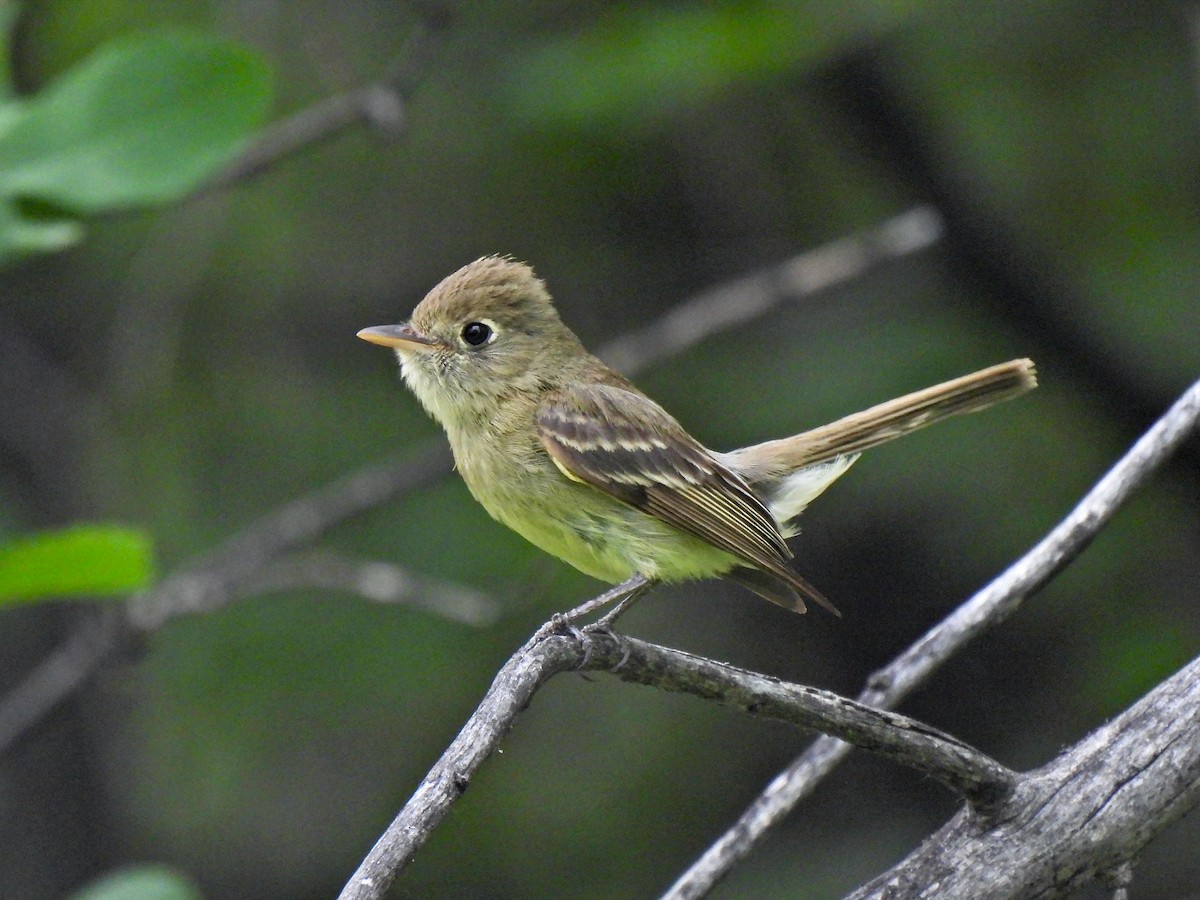 Western Flycatcher (Cordilleran) - ML466446851