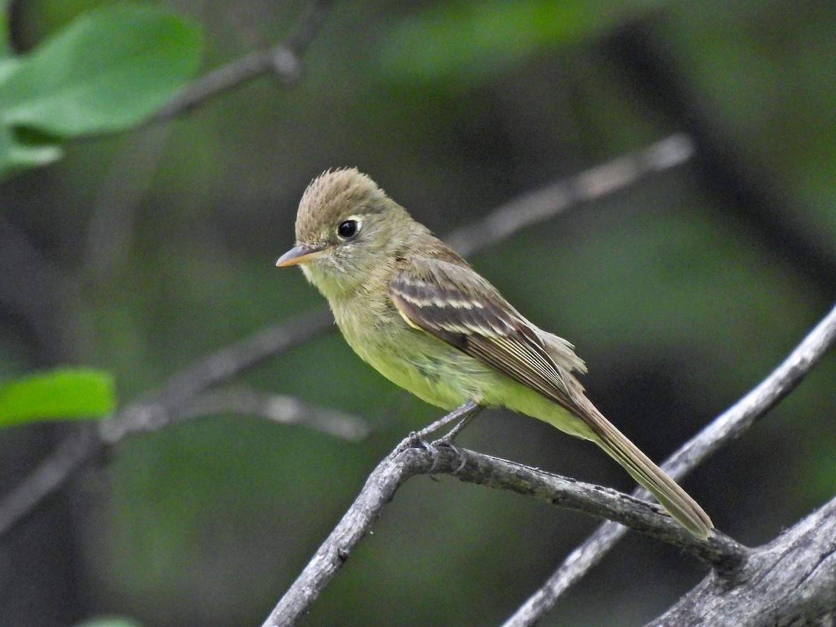 Western Flycatcher (Cordilleran) - ML466446901
