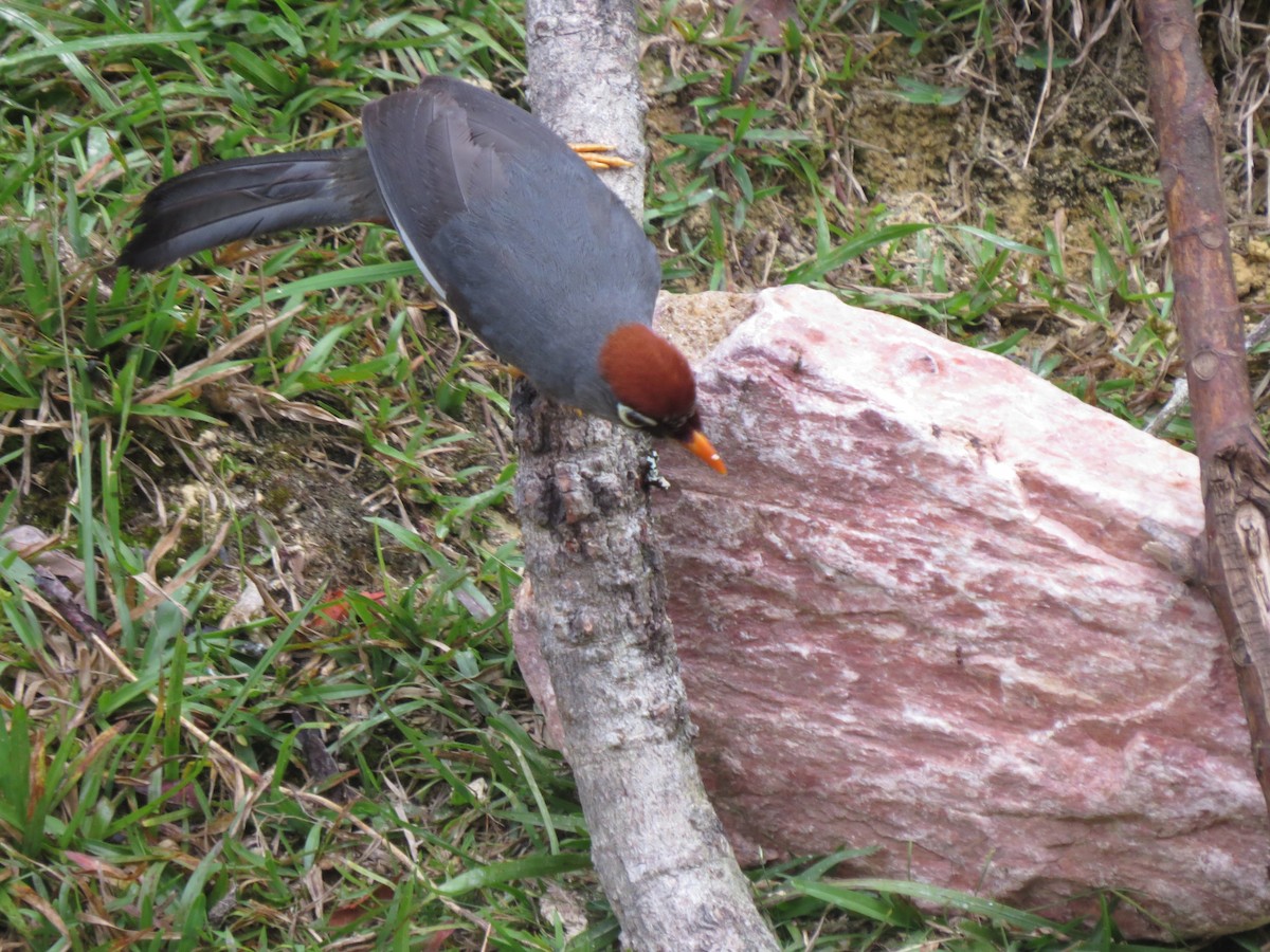 Chestnut-capped Laughingthrush - Bob Hargis