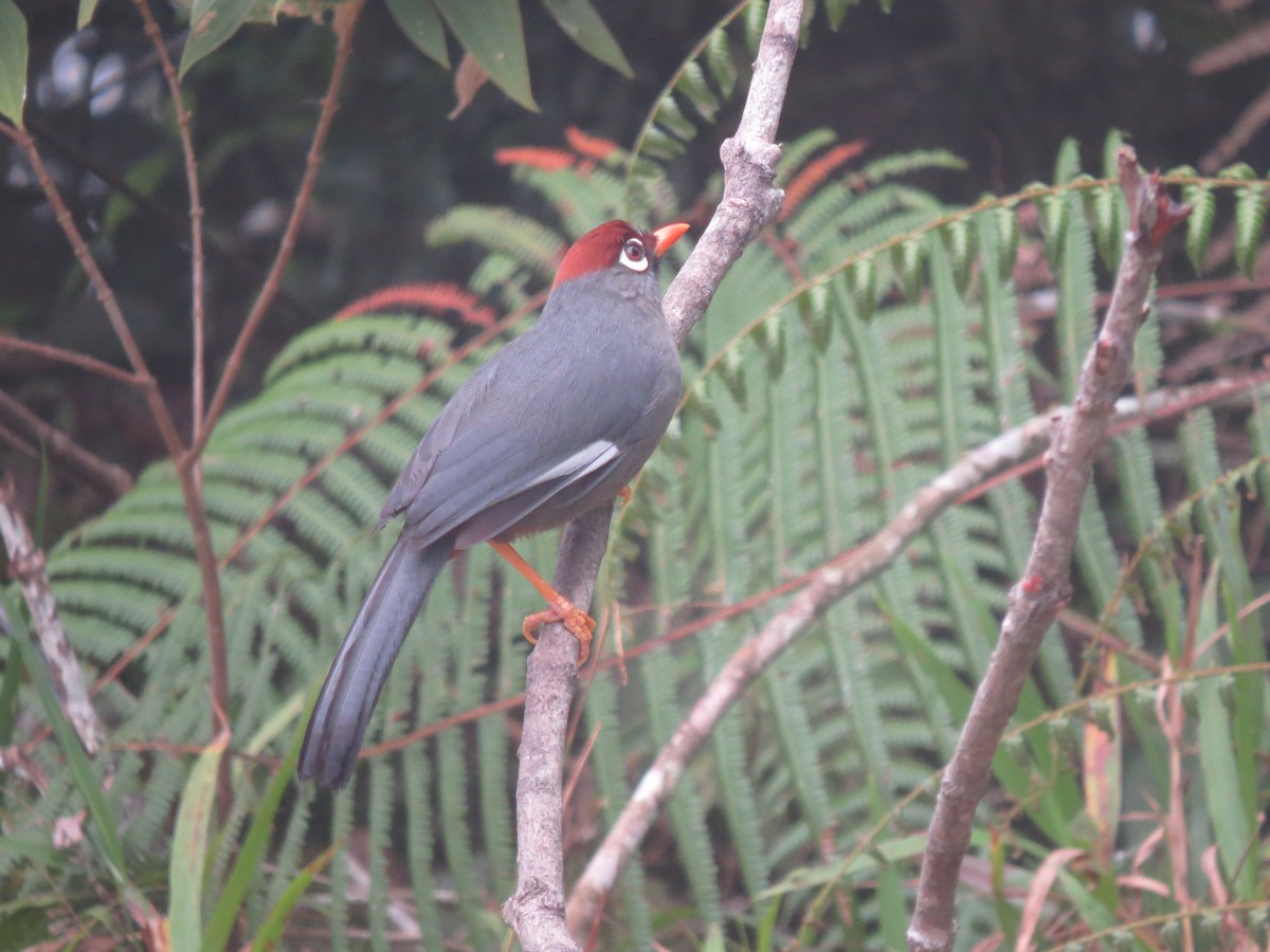 Chestnut-capped Laughingthrush - ML466447421