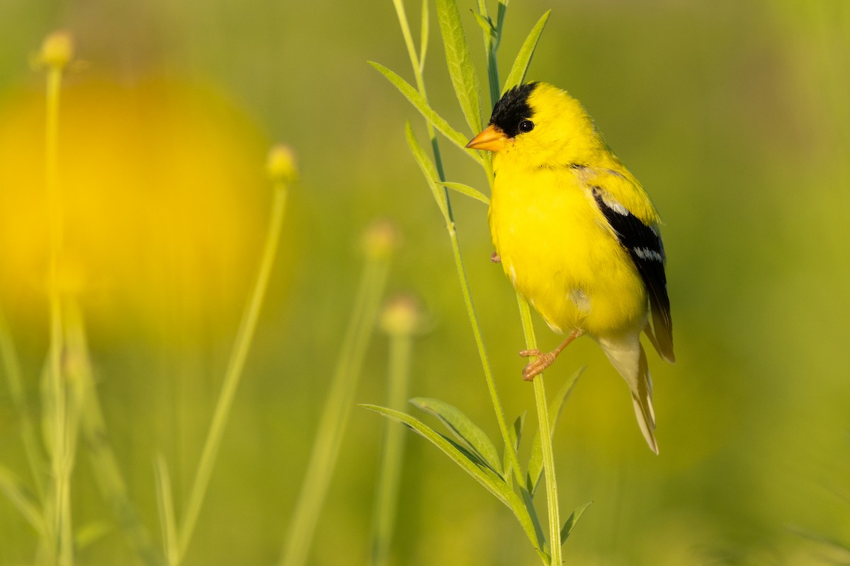 American Goldfinch - Brad Imhoff