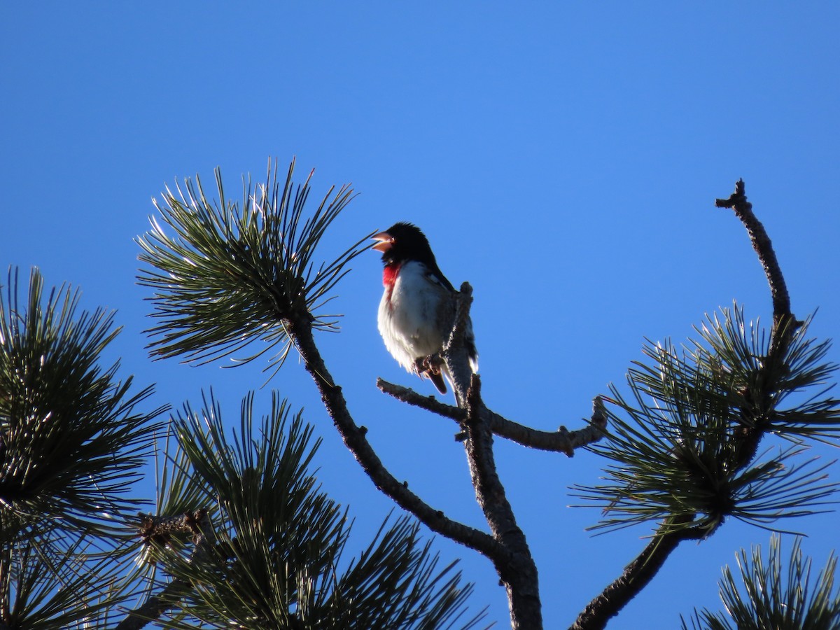 Rose-breasted Grosbeak - ML466448571
