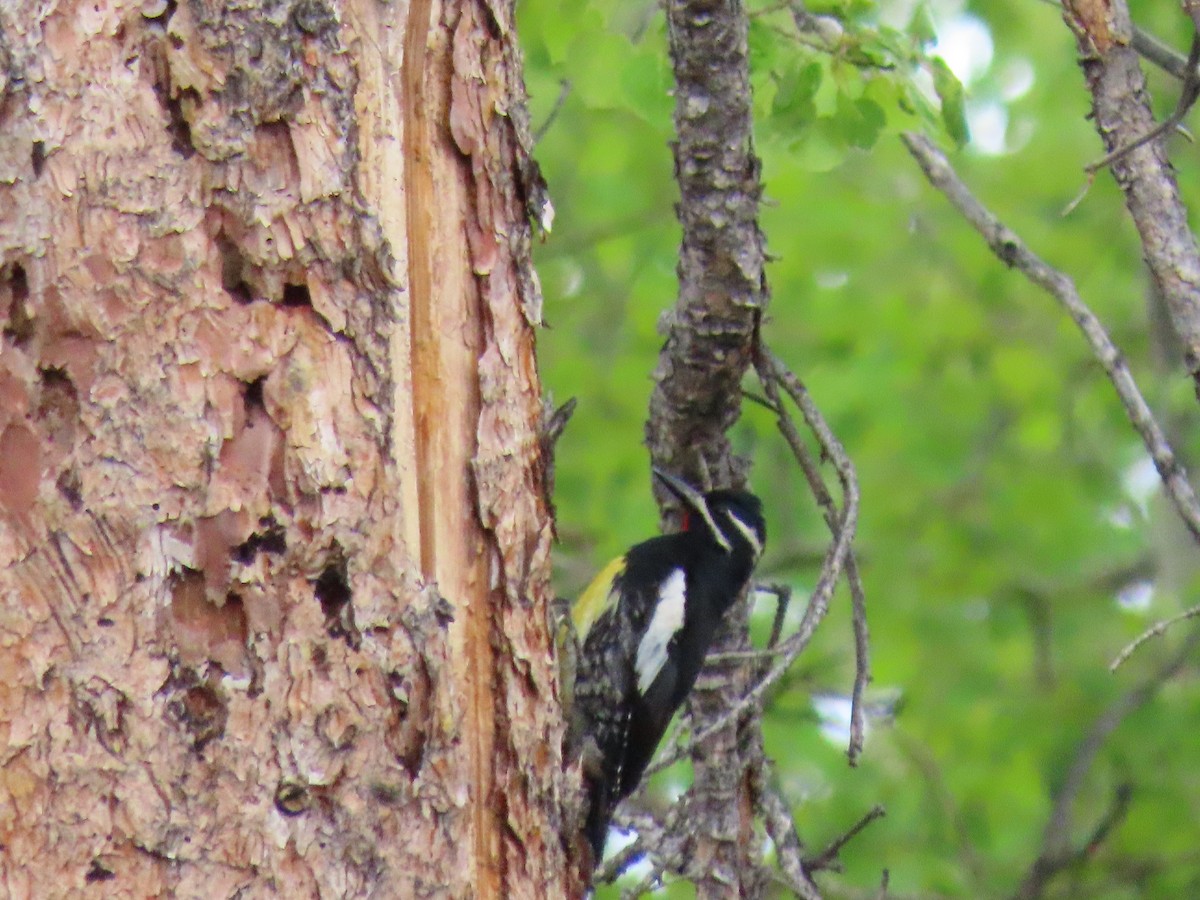 Williamson's Sapsucker - ML466449851