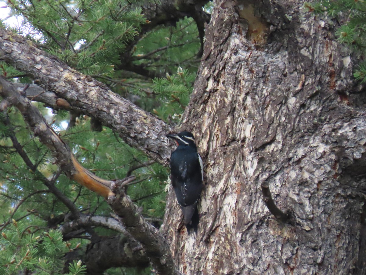Williamson's Sapsucker - ML466449921