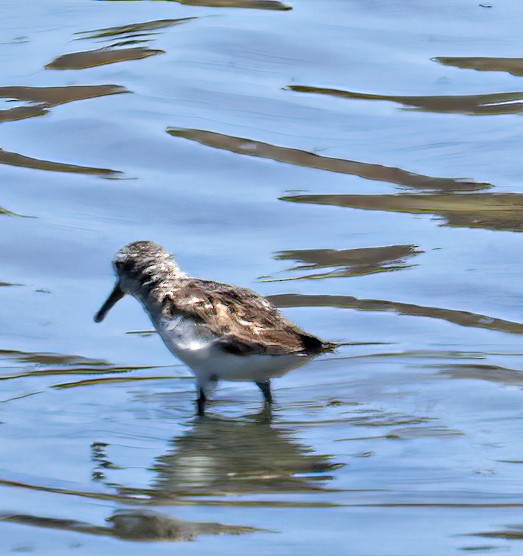 Western Sandpiper - ML466452111