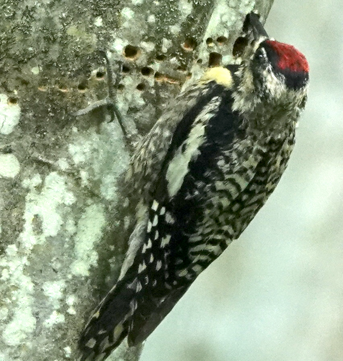 Yellow-bellied Sapsucker - ML466452691