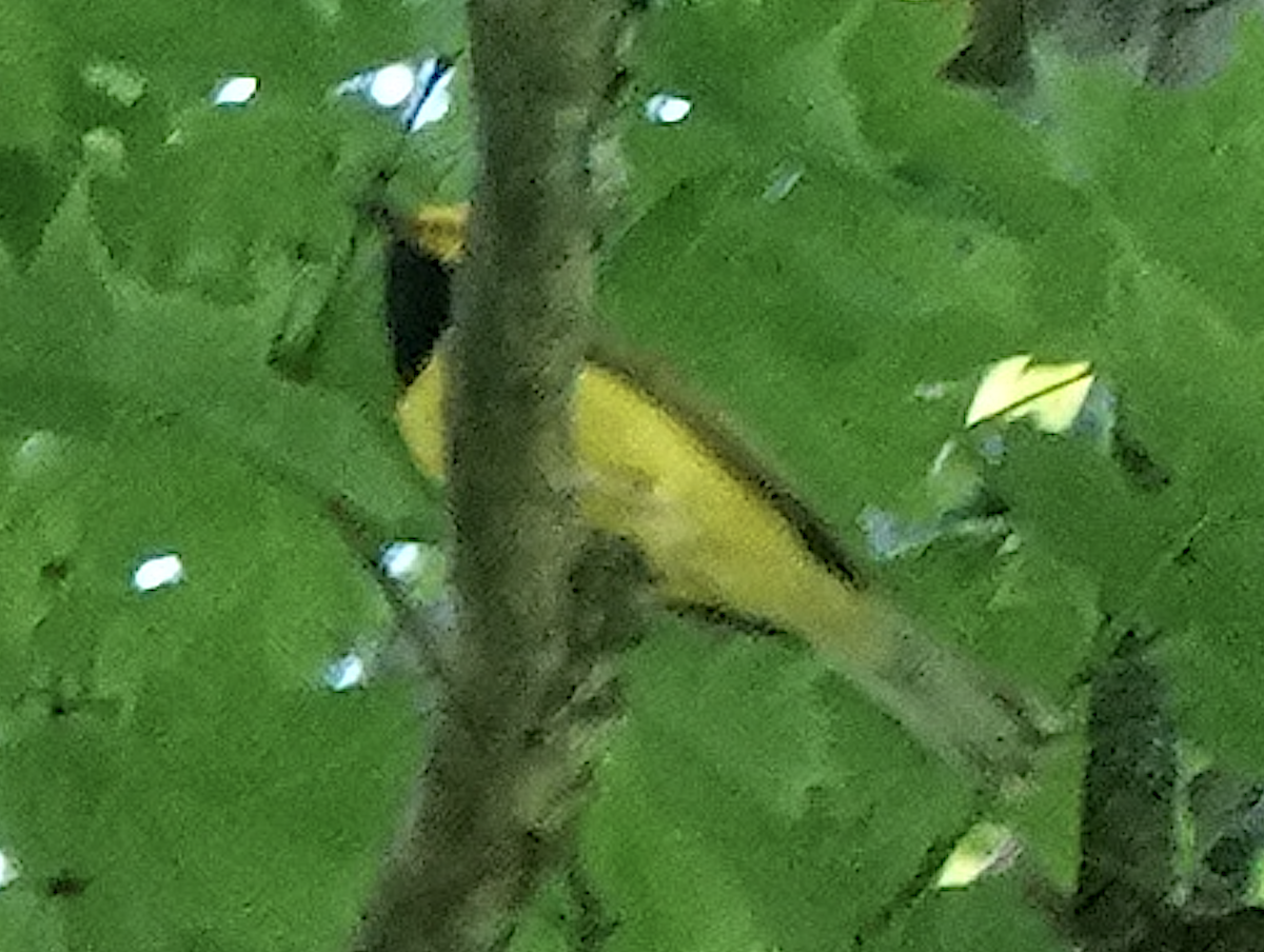 Hooded Warbler - ML466453011