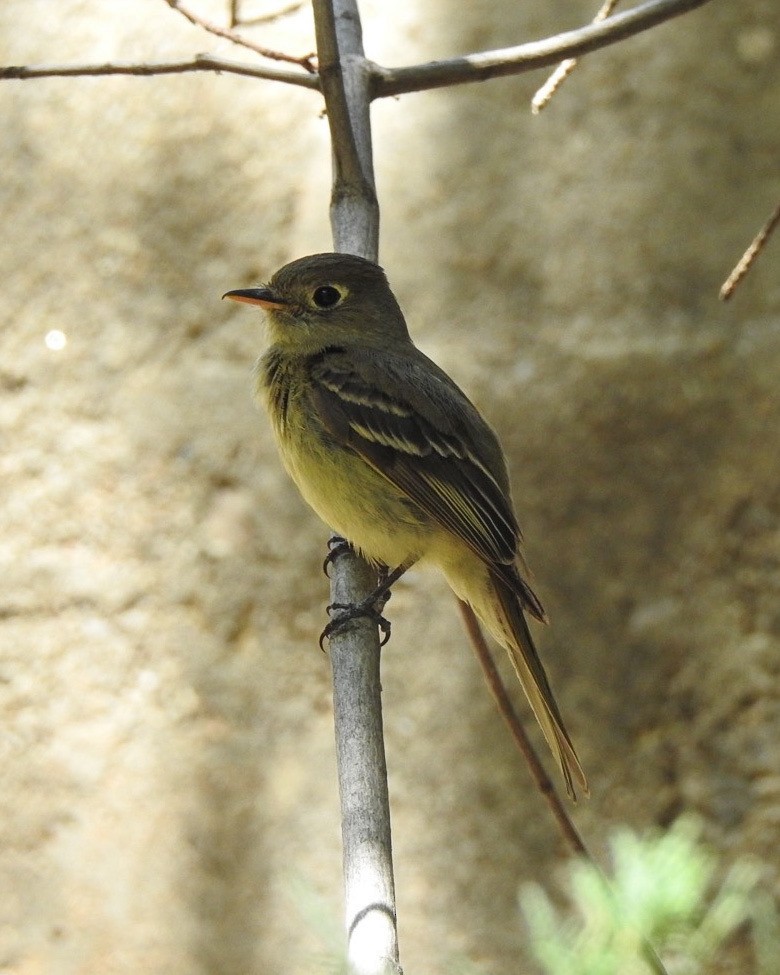 Western Flycatcher (Cordilleran) - ML466453231