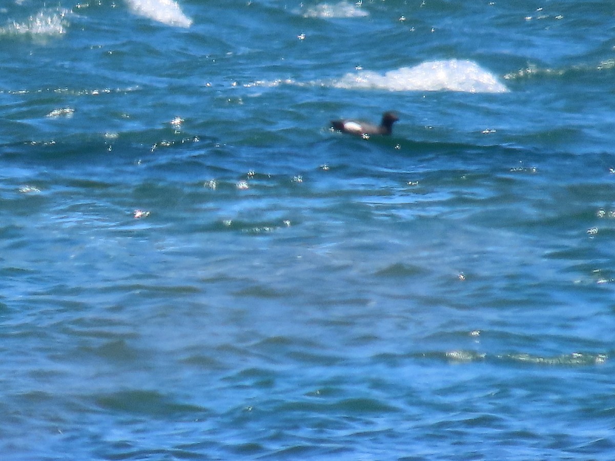 Pigeon Guillemot - Max Kesecker