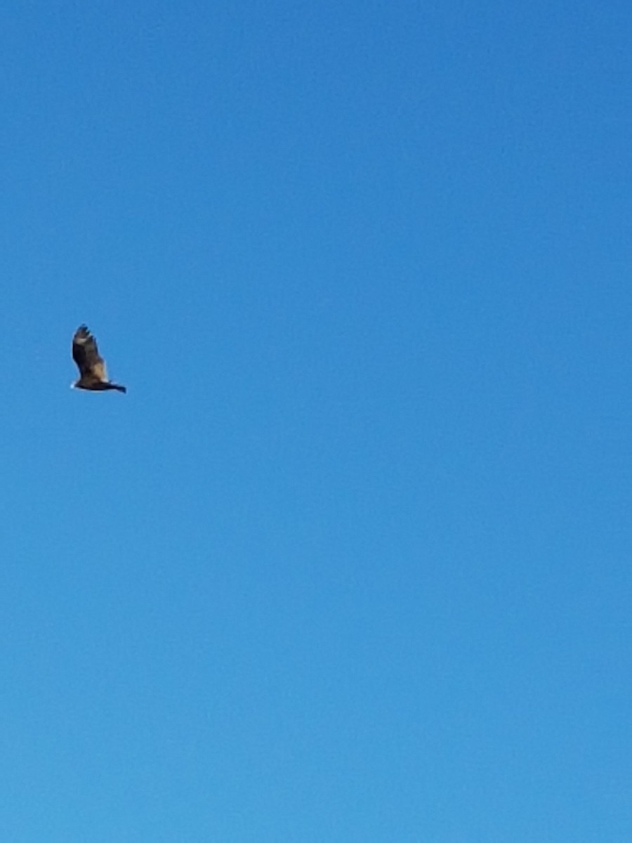 Turkey Vulture - ML46645441