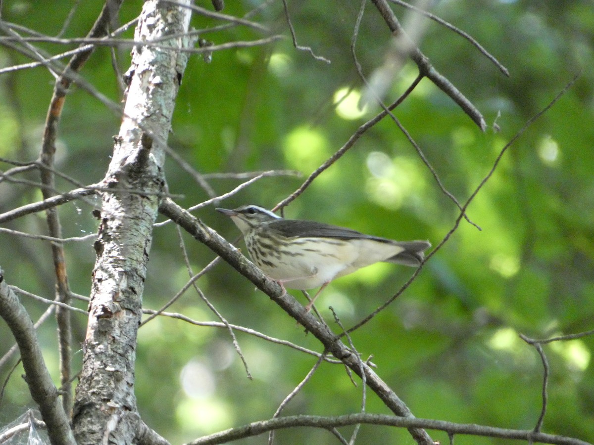 Louisiana Waterthrush - ML466454951