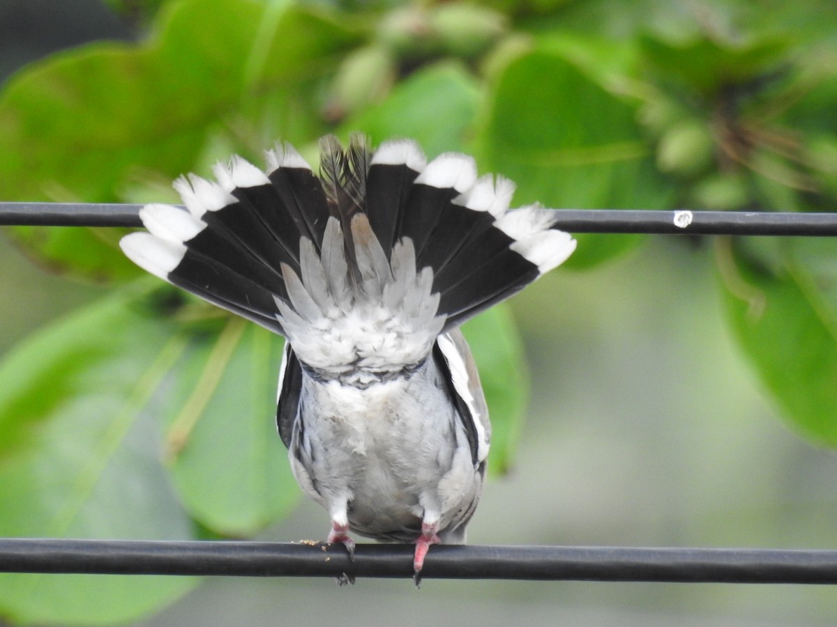 White-winged Dove - ML466455251