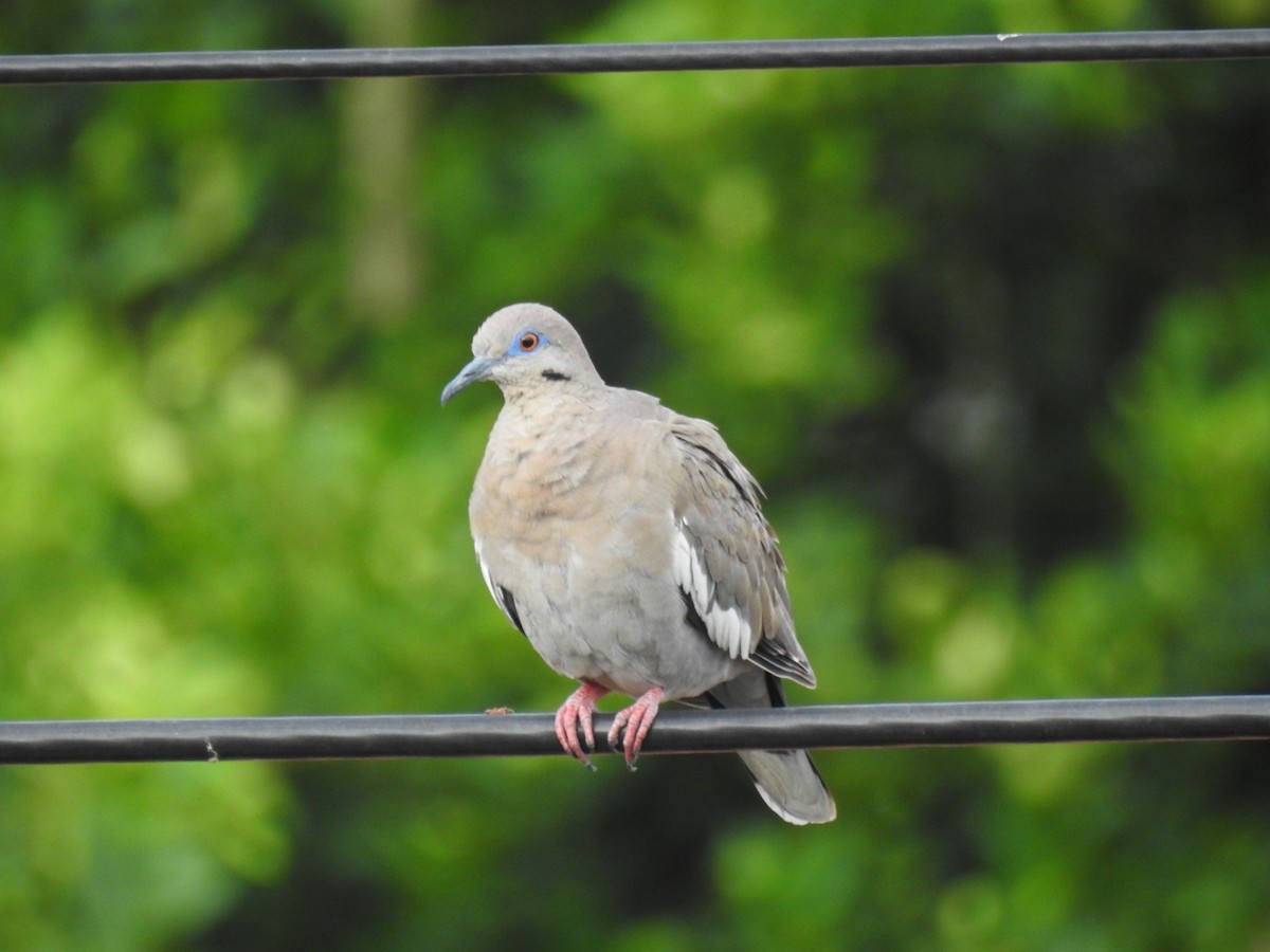 White-winged Dove - ML466455261