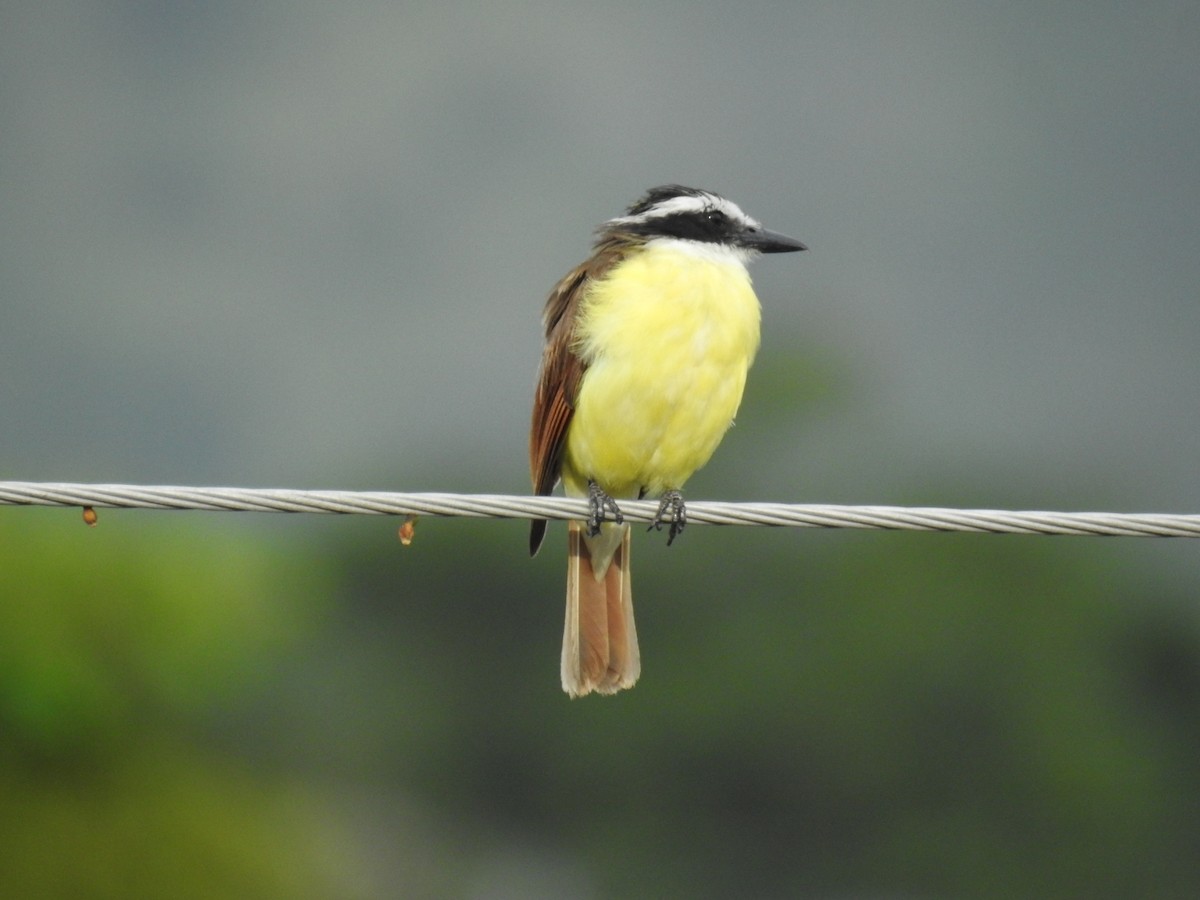 Great Kiskadee - ML466455311