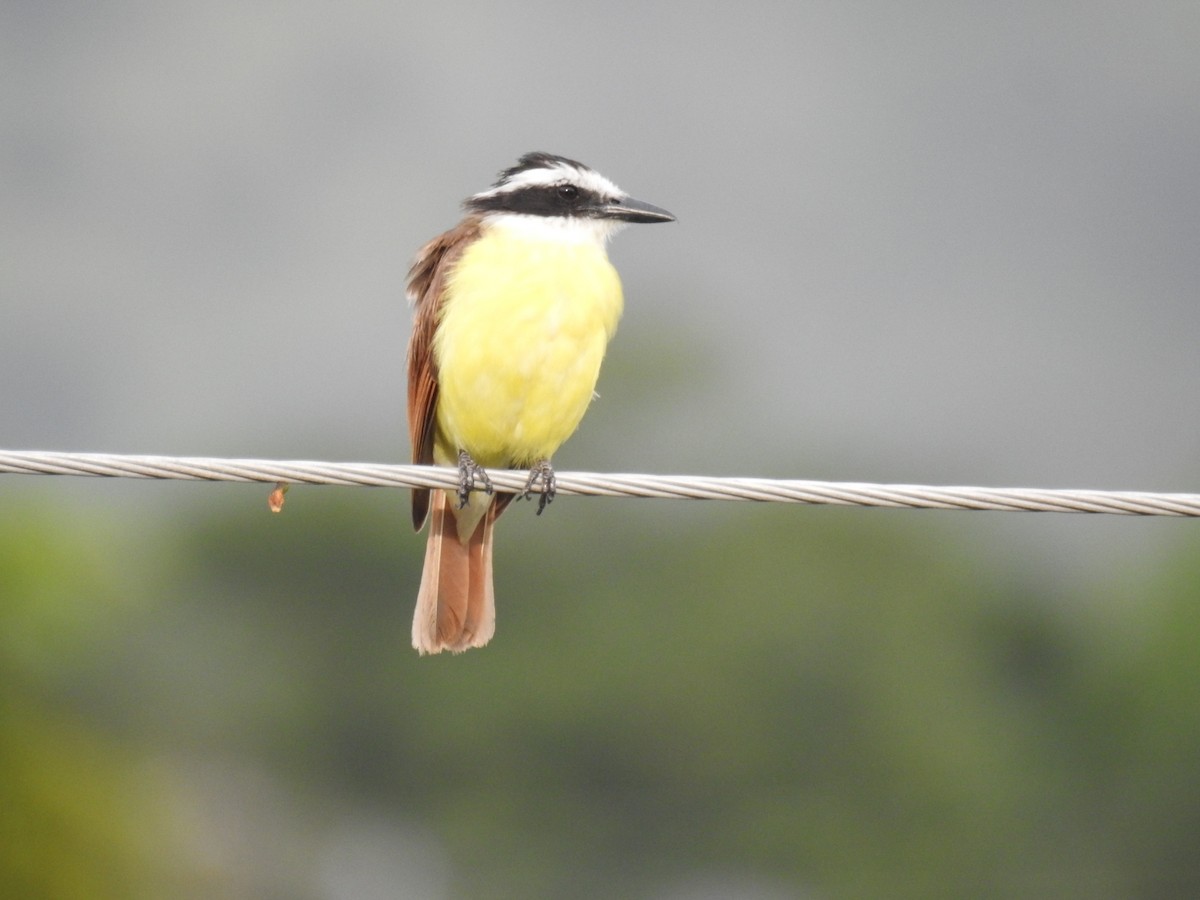 Great Kiskadee - ML466455321