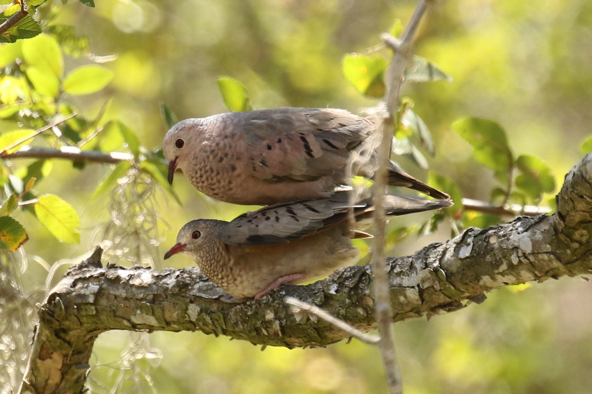 Common Ground Dove - ML466455341