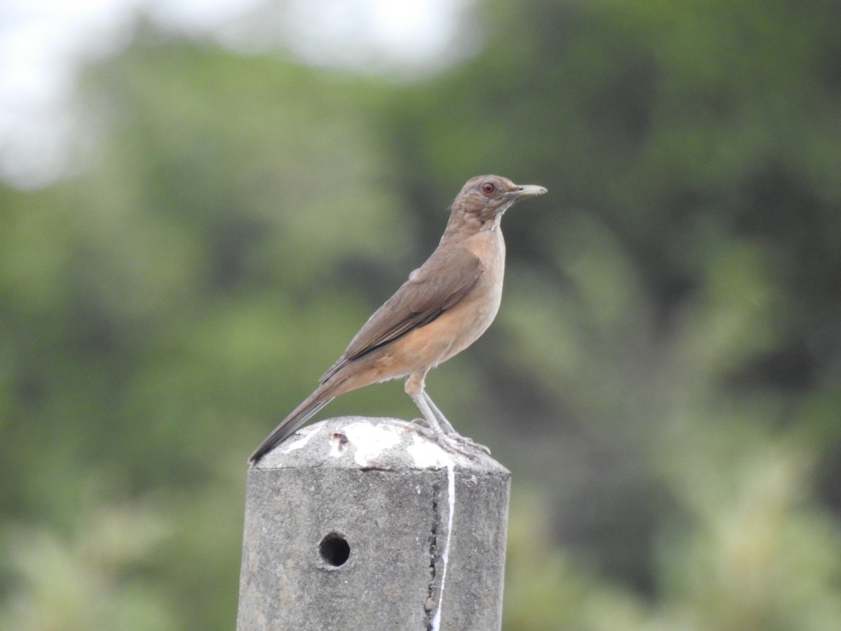 Clay-colored Thrush - ML466455371