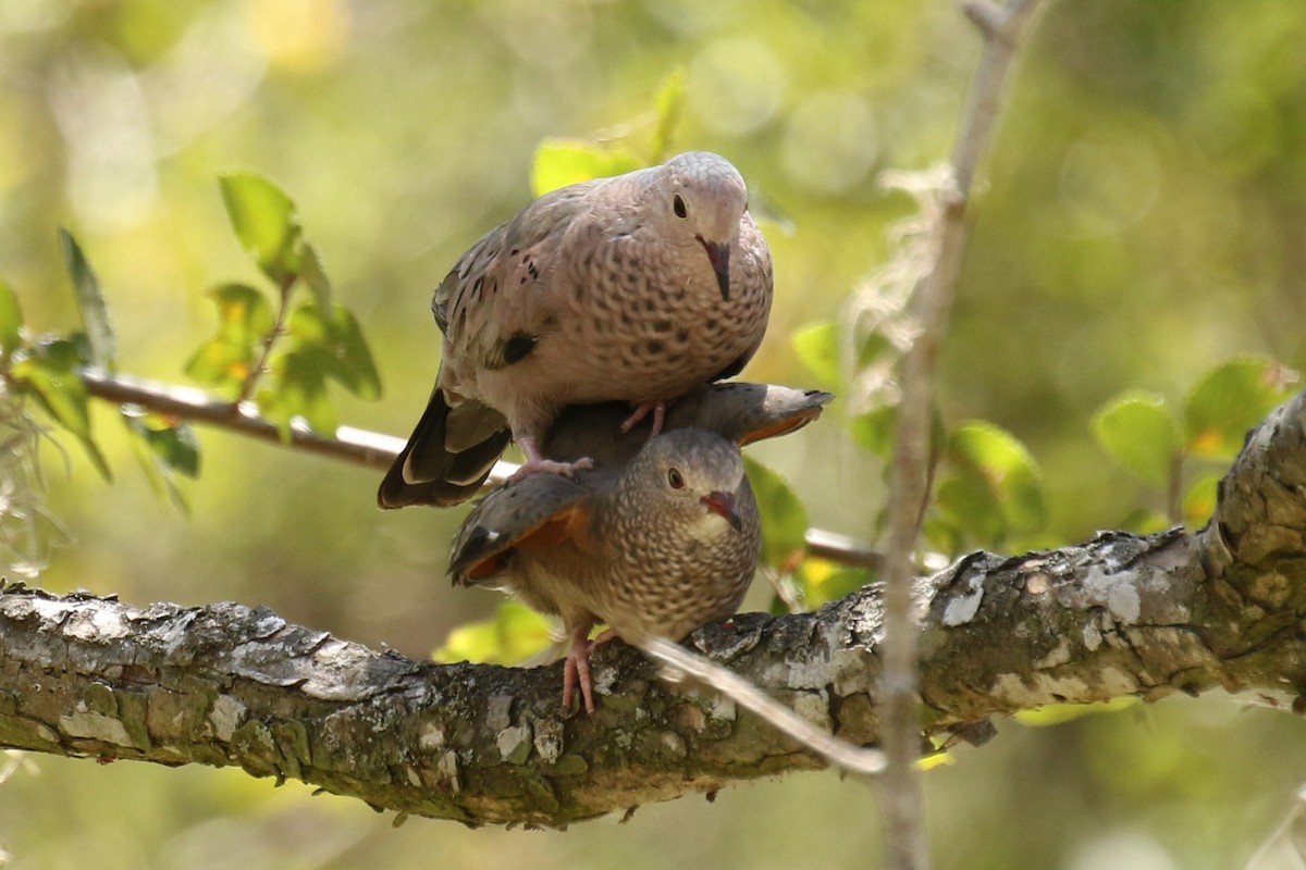 Common Ground Dove - ML466455381