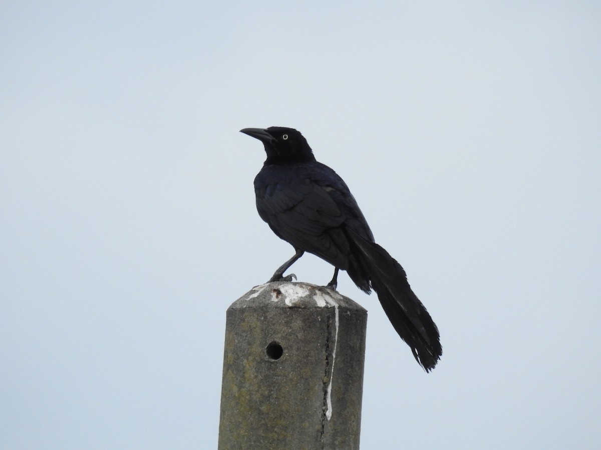Great-tailed Grackle - ML466455631