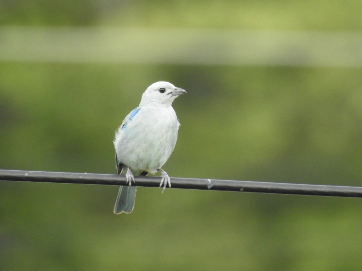 Blue-gray Tanager - ML466455771
