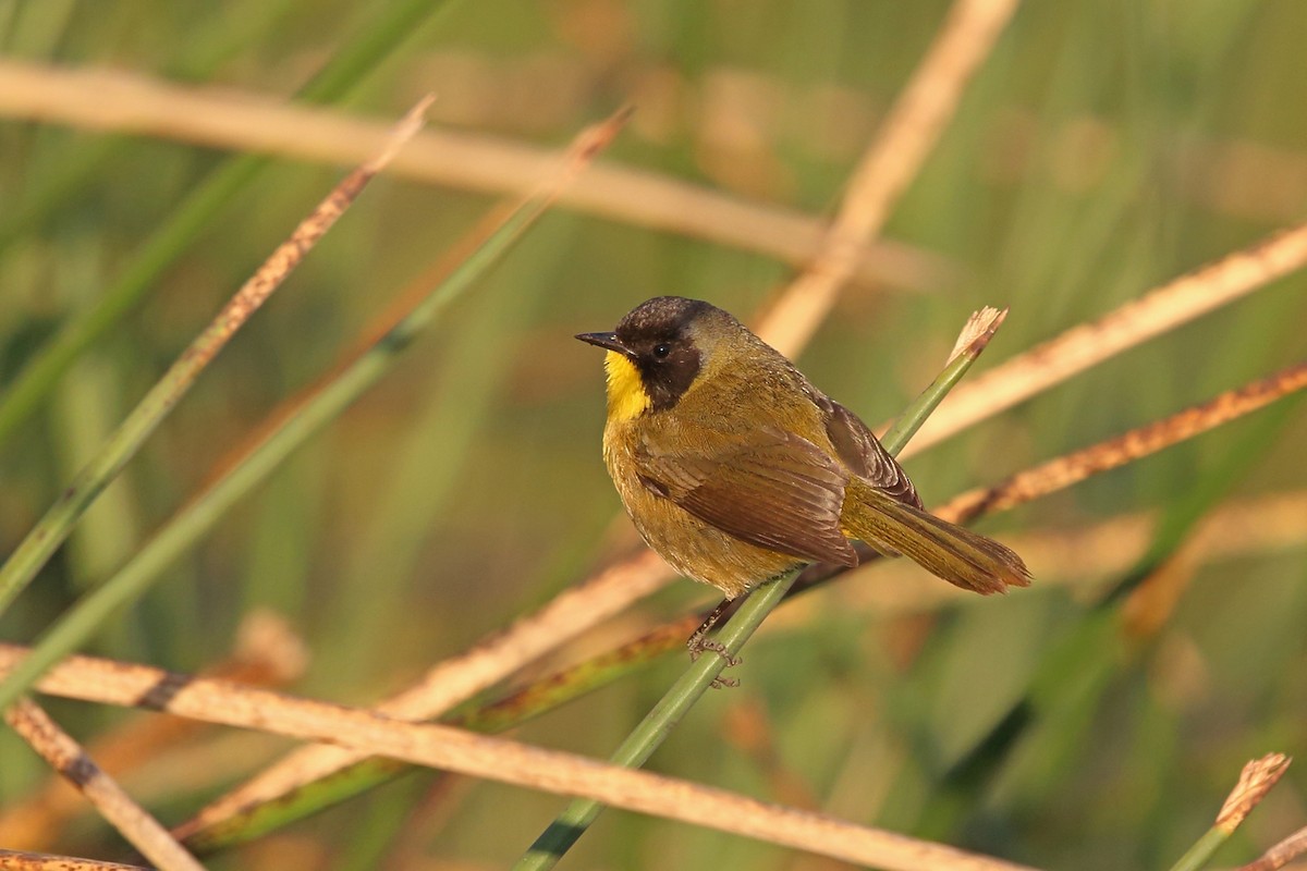 Black-polled Yellowthroat - ML46645641