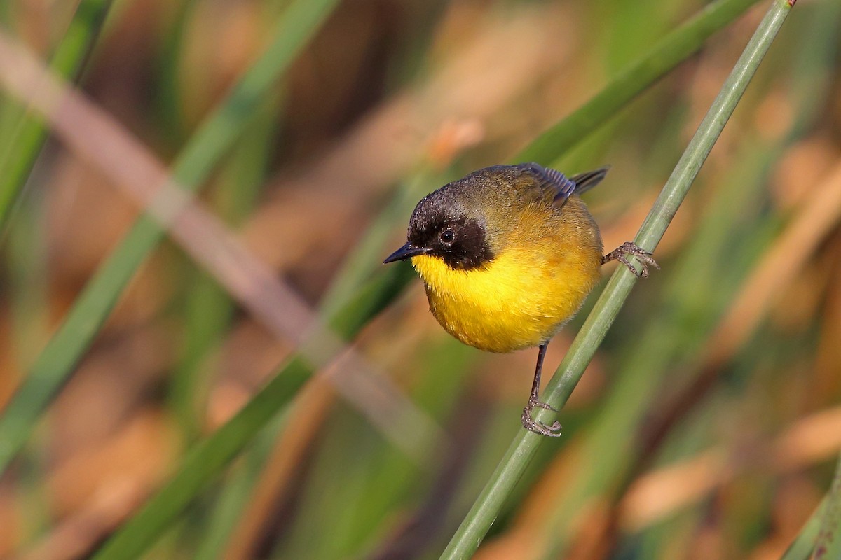 Black-polled Yellowthroat - ML46645651