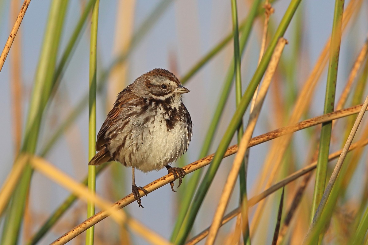 Song Sparrow - ML46645691