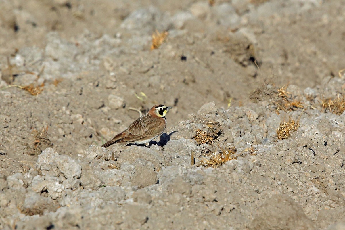 Horned Lark - ML46645721