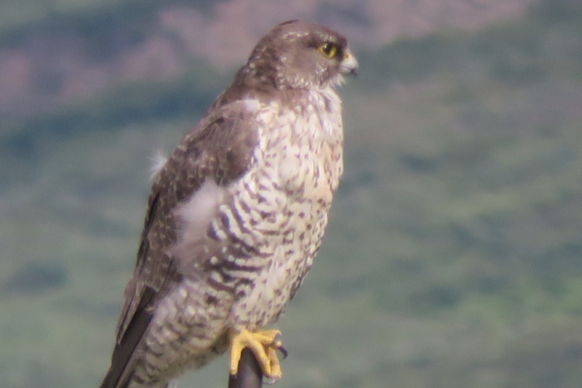 raroh lovecký - ML466458251