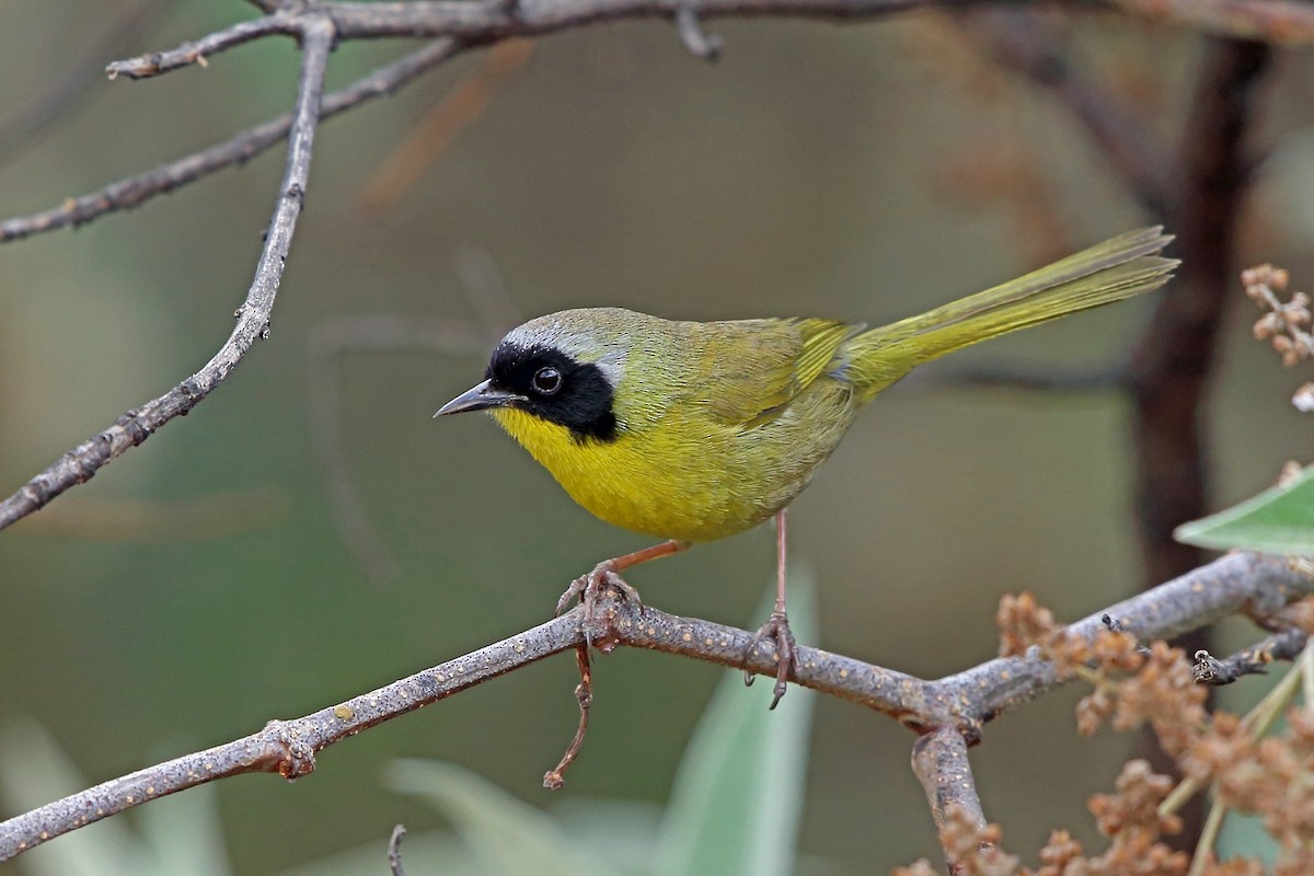 Hooded Yellowthroat - ML46645841