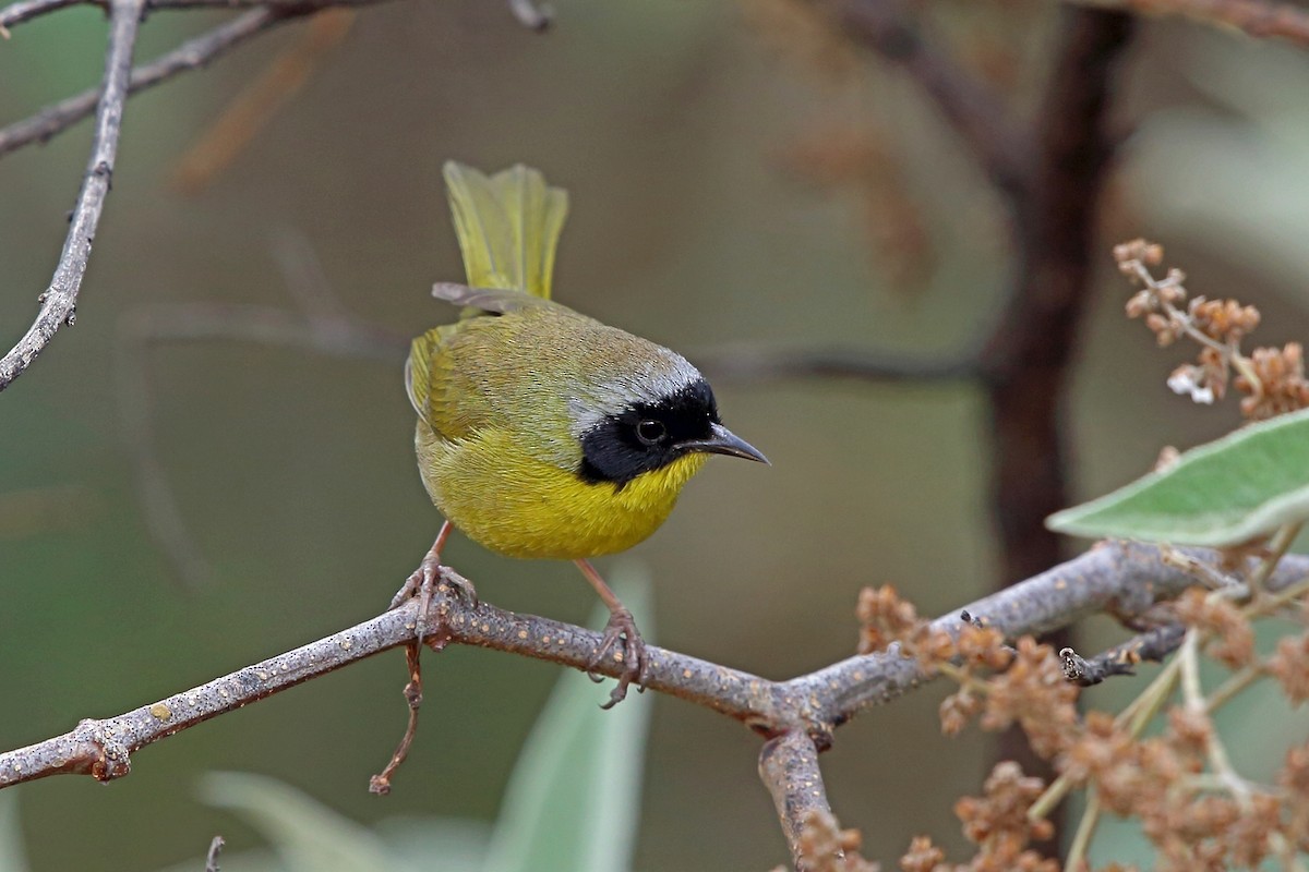 Hooded Yellowthroat - ML46645851