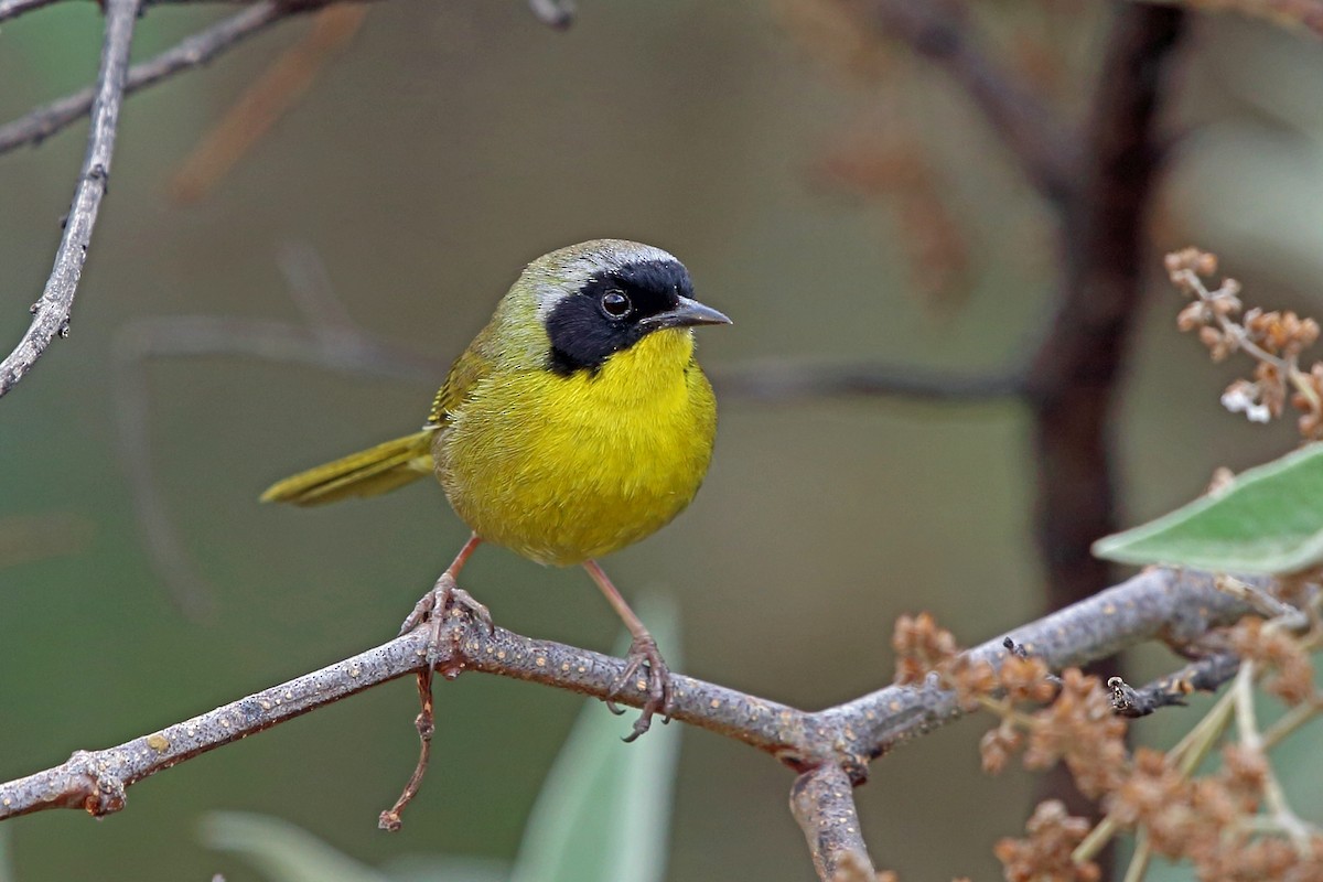 Hooded Yellowthroat - ML46645861