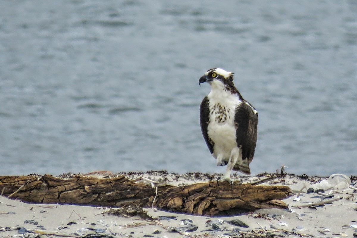 Águila Pescadora - ML466459371