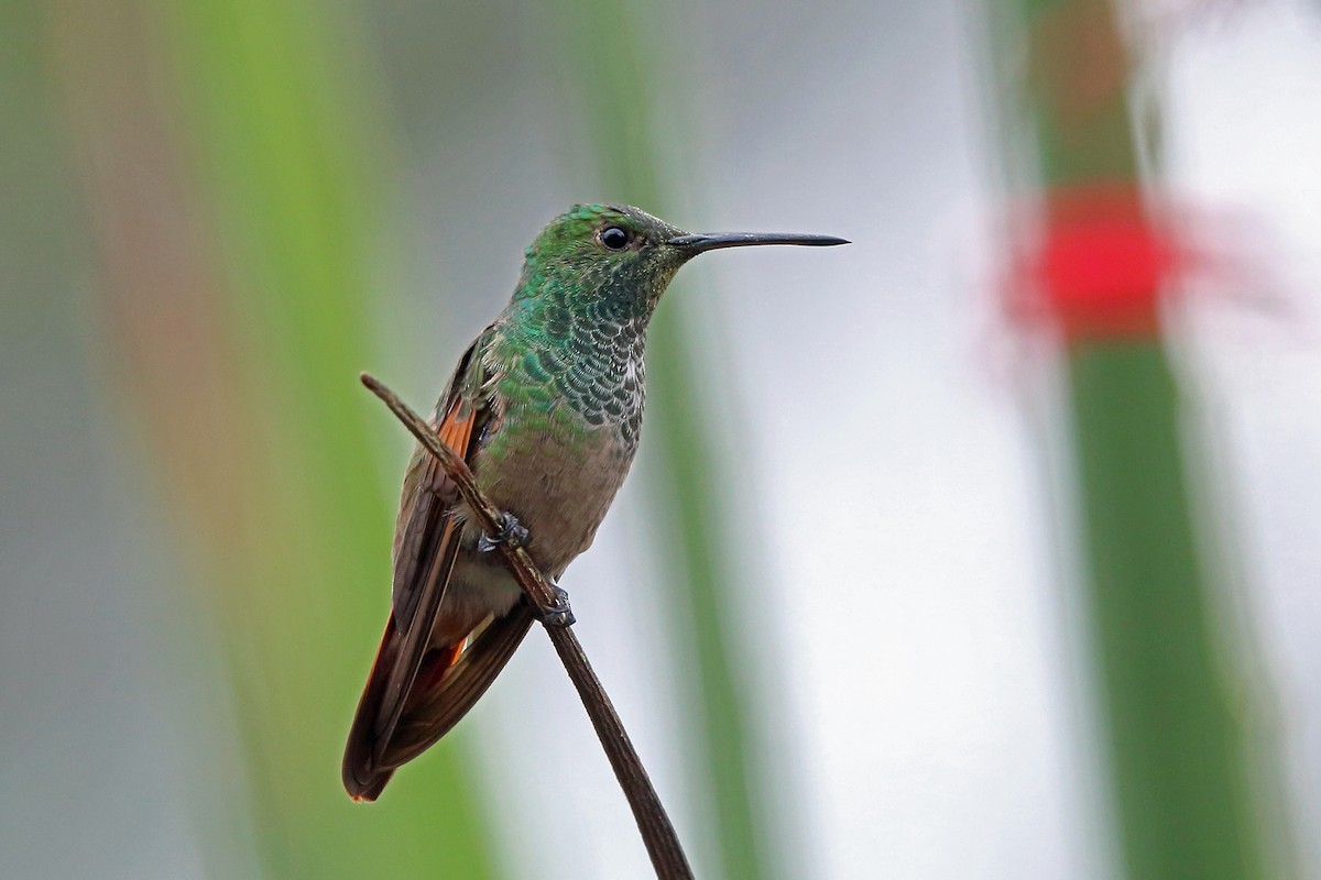 Berylline Hummingbird - Nigel Voaden