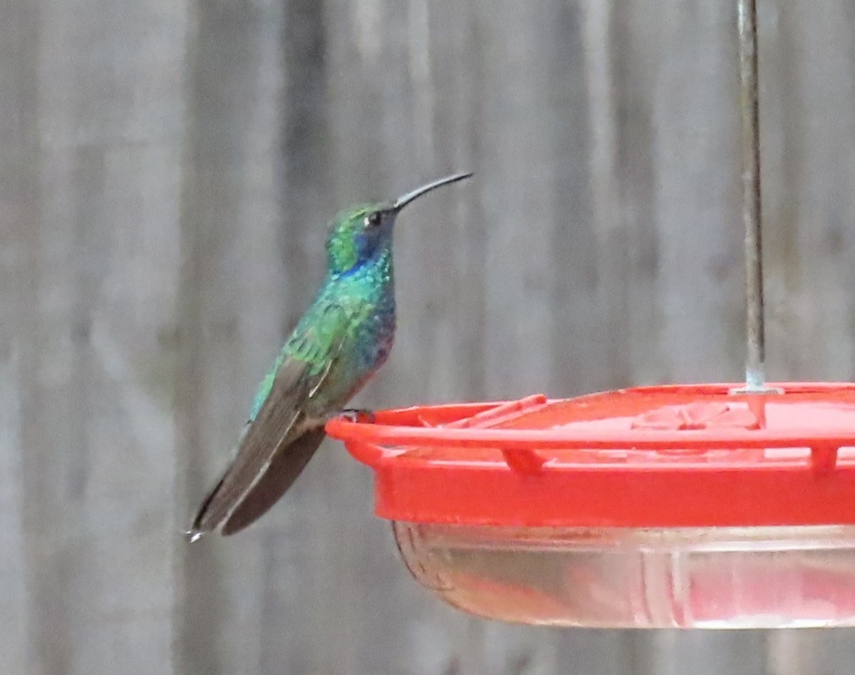 kolibřík zelený - ML466459831