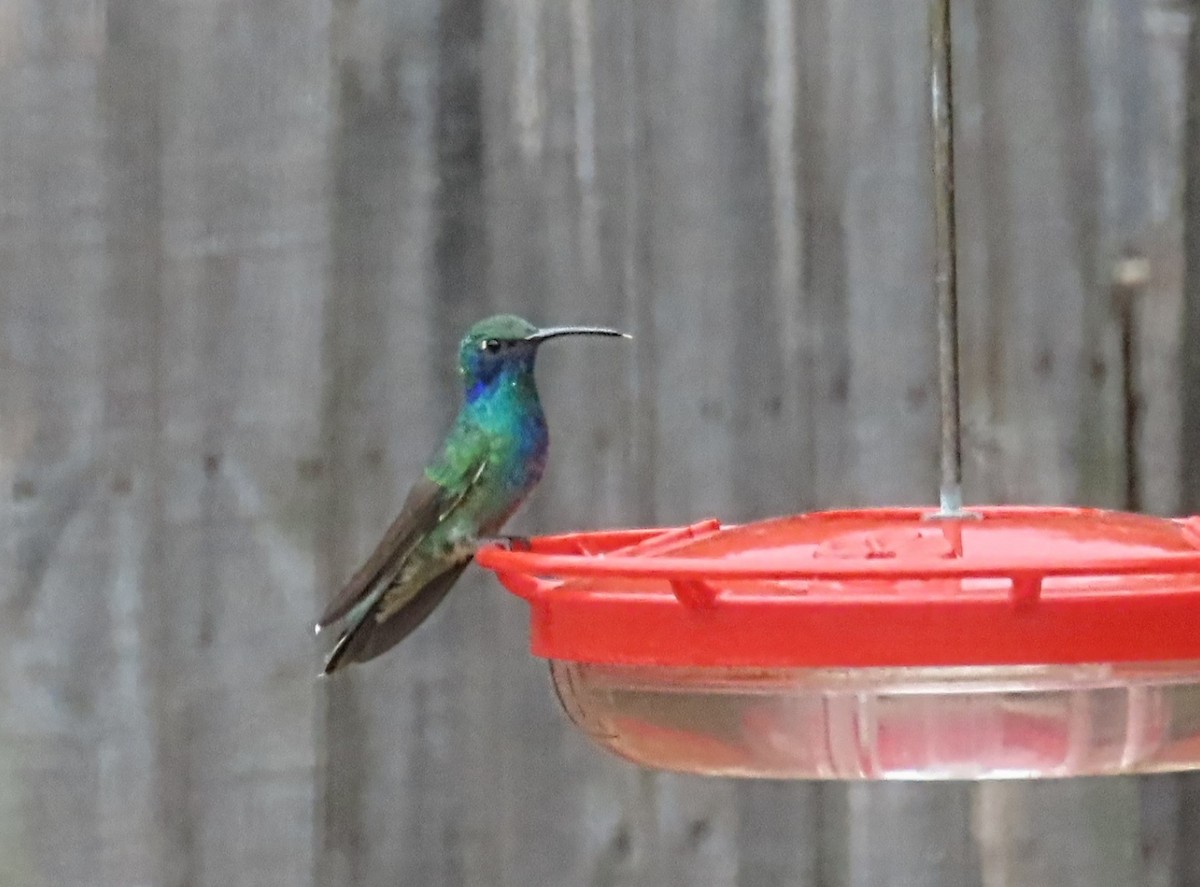 kolibřík zelený - ML466459851