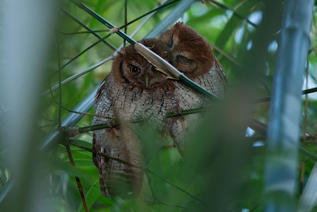 Tropical Screech-Owl - LUCIANO BERNARDES