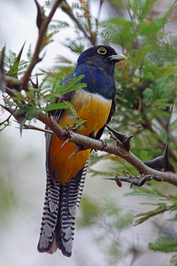 Mor Trogon - ML46646031