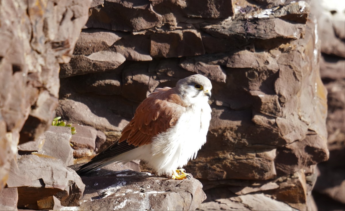 Nankeen Kestrel - ML466460981