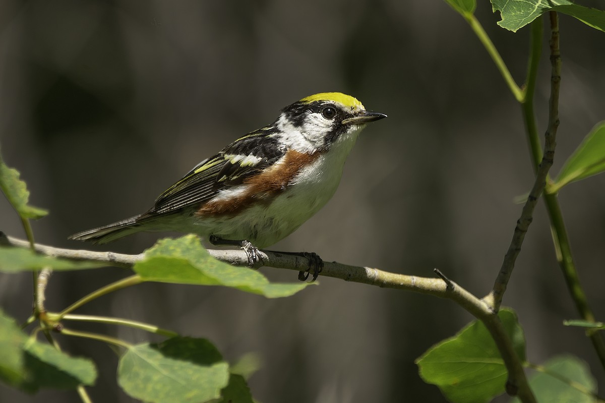 Chestnut-sided Warbler - ML466461201