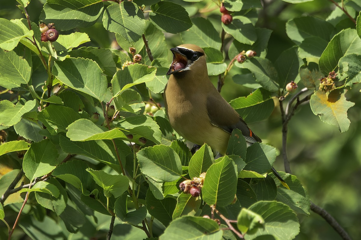 Cedar Waxwing - ML466461251