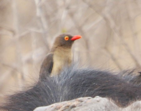 Red-billed Oxpecker - Gaurav Parekh