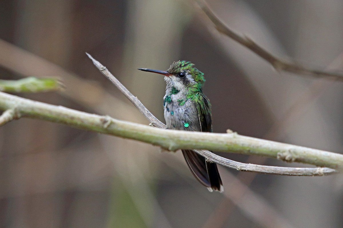 Canivet's Emerald (Canivet's) - ML46646181