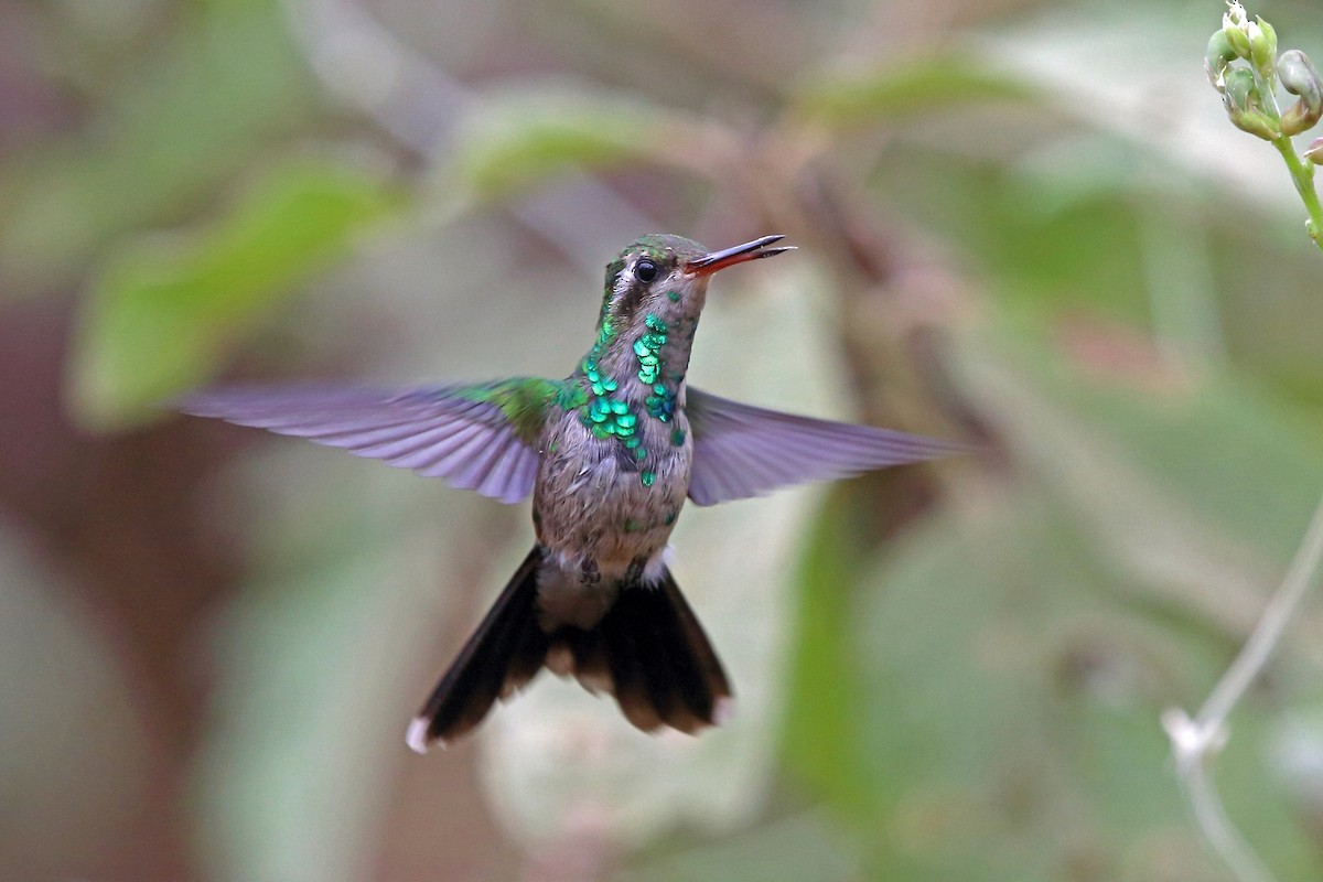 Canivet's Emerald (Canivet's) - Nigel Voaden